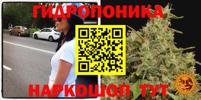 сатива Канаш